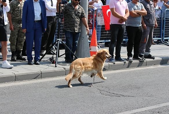 Zafer Bayramı'nda arama köpeği sesten rahatsız olup kaçtı