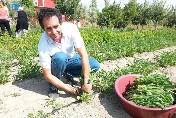 Talas'ta ekimi yapılan adaçayı hasat edildi
