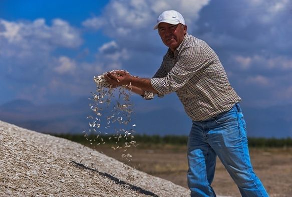 Ay Çekirdeğinde Hasat Başladı