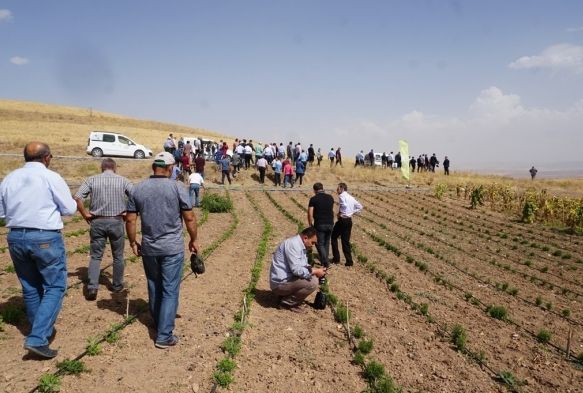 Tıbbi ve Aromatik Bitki Bahçelerinin Tanıtımı Yapıldı