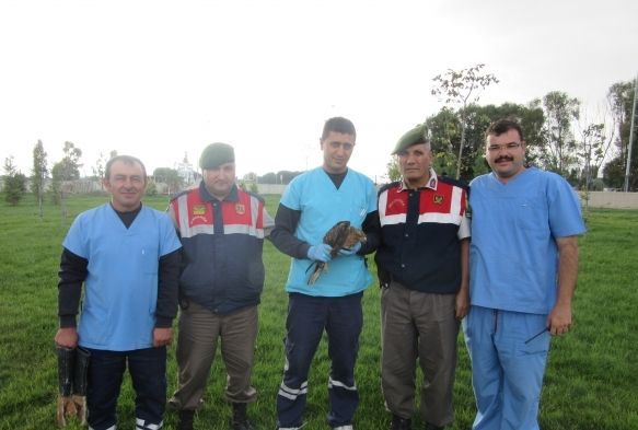 Yaralı kızıl şahin kuşunu Jandarma ekipleri kurtardı