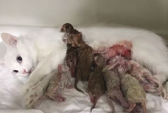 7 kedi yavrusu sezeryanla kurtarıldı