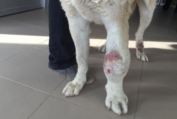 Ayağı tümörlü köpek sağlığına kavuştu