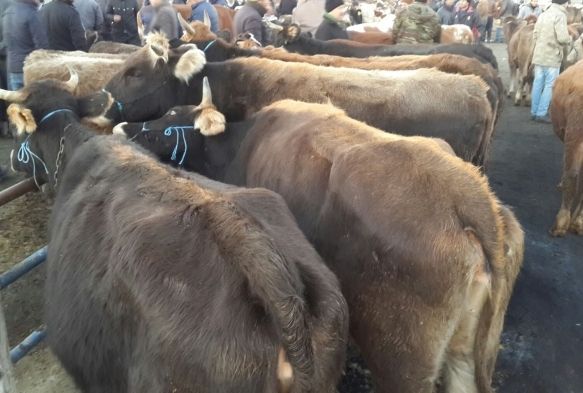 Yahyalı'da çalınan hayvanlar hayvan pazarında bulundu