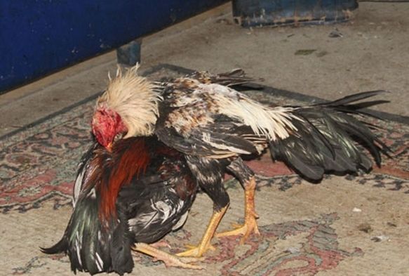 Polisten, ‘horoz dövüşü’ baskını