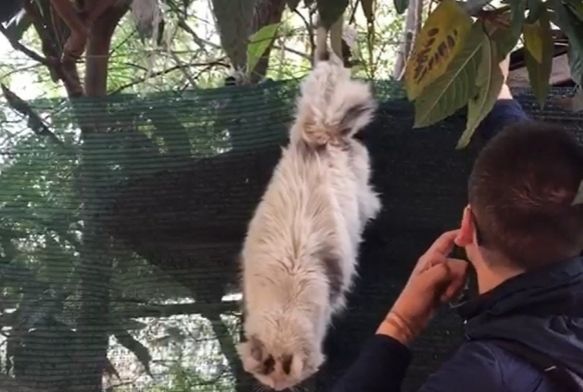 Aya tele taklan kediyi vatandalar kurtard