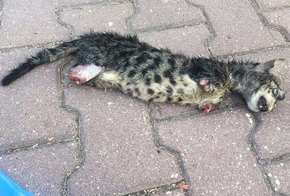 Yavru kedi ayaklar kesilerek ldrld