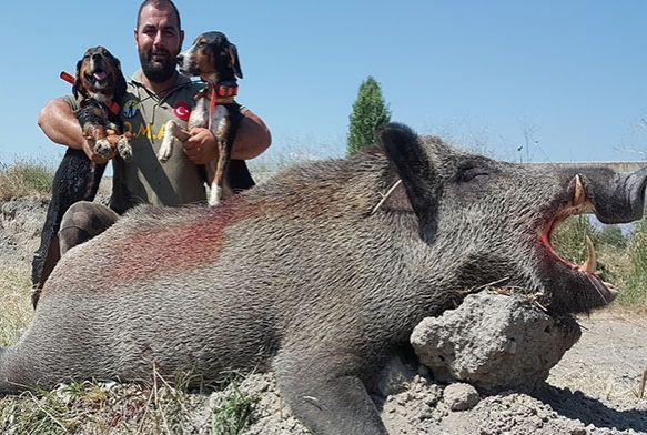250 kiloluk yaban domuzunu avlad