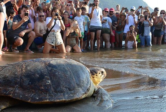 Tedavisi tamamlanan caretta carettalar denizle bulutu