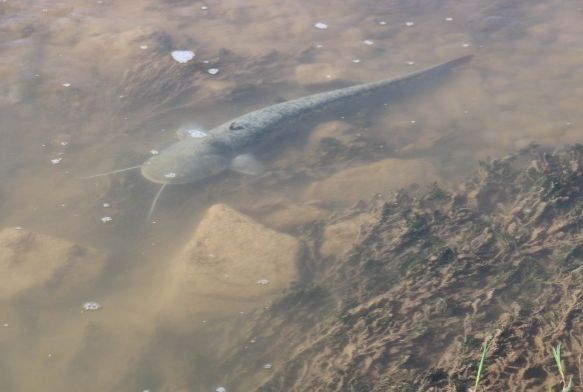 Kzlrmak'ta Korkutan Grntler