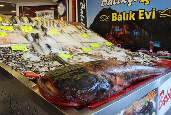 Bu balk 800 lira
