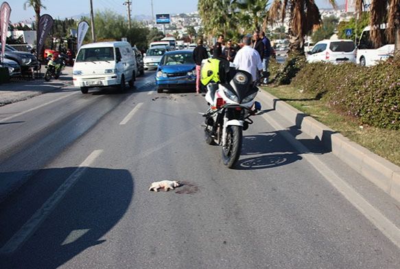 Kediye arpmamak iin 6 ara birbirine girdi