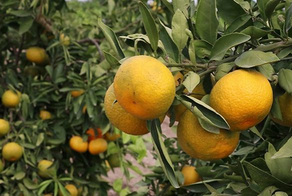 Rusya’ya ihraç edilen tonlarca narenciye geri dönüyor