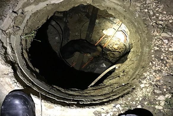 Kanalizasyona den kpek devriye atan bekiler tarafndan kurtarld