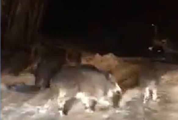 Aç kalan onlarca domuz kasabaya indi