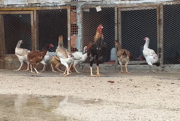 Dünyanın en büyük tavuğunu yetiştirdi, siparişlere yetişemiyor