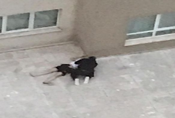 Drdnc kattan atlayan kz arkadana 