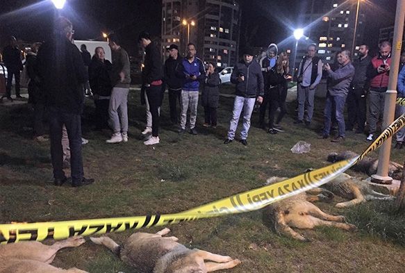 Zehirli etlerle köpek katliamı