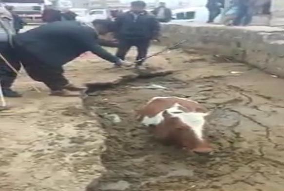 Bataklık faciasında acı detay