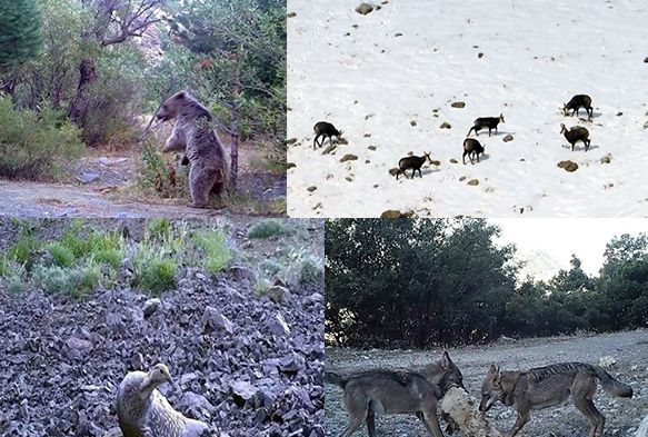 Yaban hayat fotokapanlarla görüntülendi