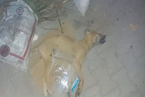 Köpeği yaralayıp çöpe attı, “Tavuklarıma saldırdı” dedi