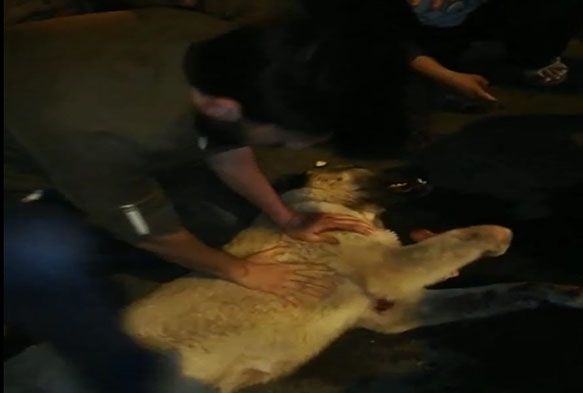 Çarptığı köpeği hayata döndürmek için her şeyi yaptı, başaramadı
