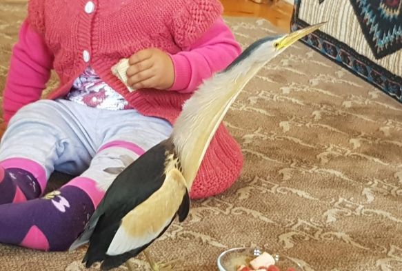 Kayserili çiftçi, nesli tükenmekte olan Balaban kuşu buldu