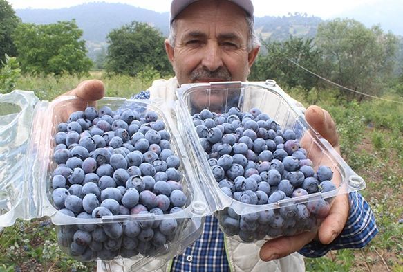 Dağ köyünün yüzünü güldürdü... Dönümden 80 bin lira kazanıyor