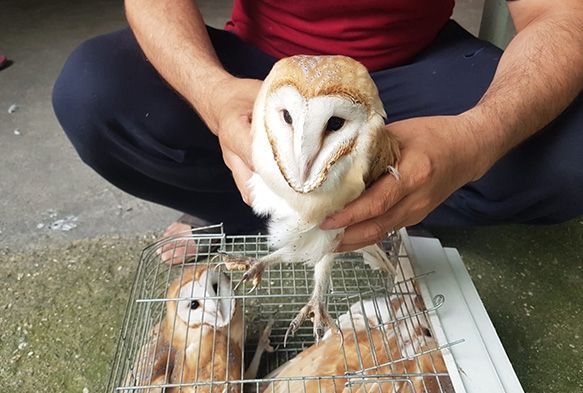 Mahalleyi tedirgin eden esrarengiz sesin sırrı çözüldü