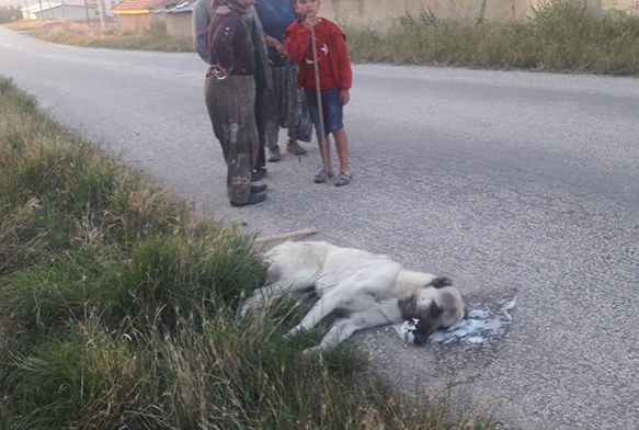 Sokak kpeklerini zehirleyerek ldrdler