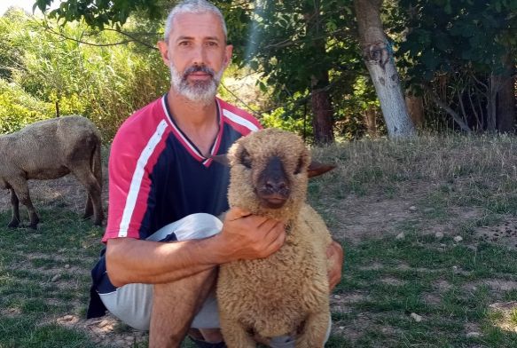 Bu koyunların doğmamış kuzuları bile satılıyor