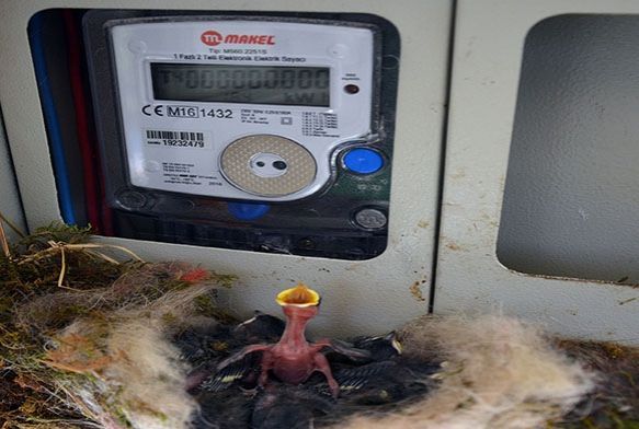 Ku elektrik saatine yuva yapt, ev sahibi elektriini kesti
