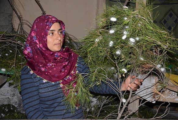 İzlediği belgeselden etkilendi ipek böceği yetiştirmeye başladı