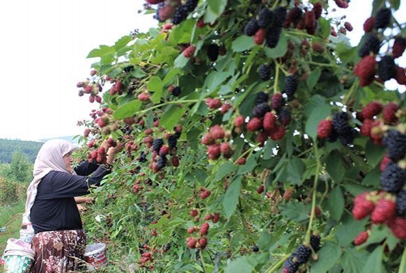 Tadına bakanların hayran olduğu böğürtlen dalında 8 lira