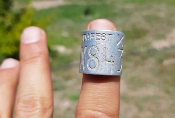 34 yaşındaki dünyanın en ihtiyar leyleği elektrik tellerinde can verdi