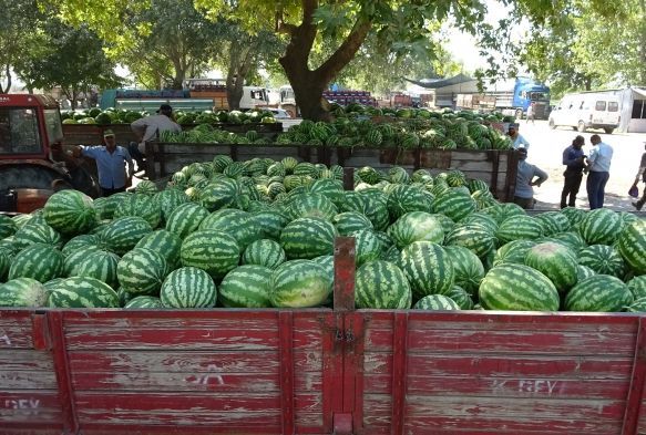 Binlerce ton karpuzu zararına satmak için bekliyorlar ama alıcı yok
