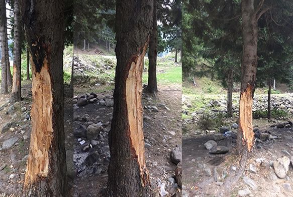 5 liralk ra iin 70 yllk aalara byle zarar verdiler
