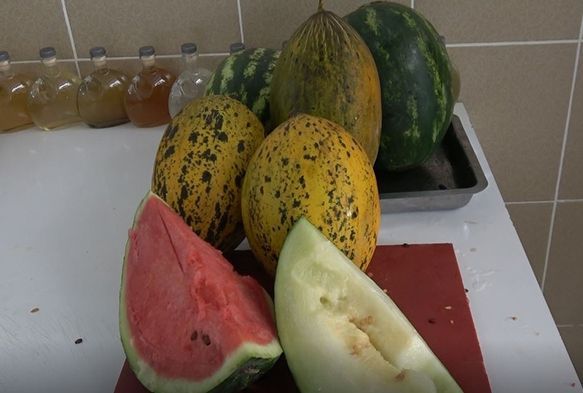 Kavun ve karpuz sirkesi ilgi oda oldu