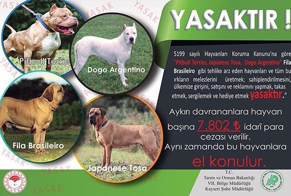 Kayseri'de 'tehlikeli kpek' uyars