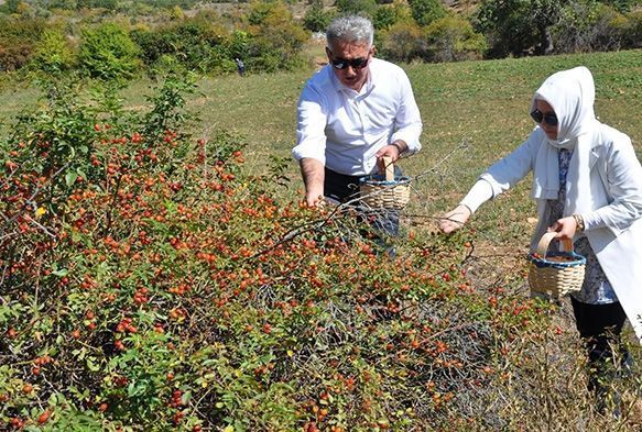  Dalardan gelen ifa kayna: Kuburnu
