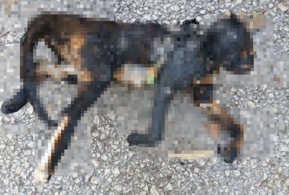Temizlik işçileri, yakılarak telef edilen kedi buldu