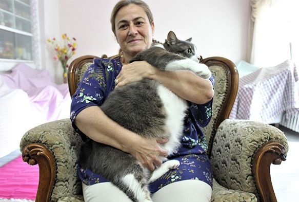 Aslan gibi kedi