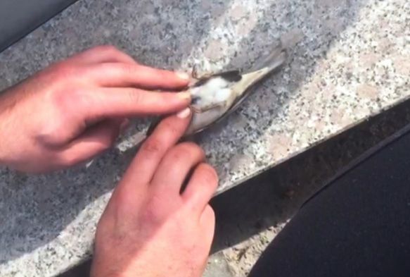 Serenin hayatn kalp masaj yaparak kurtard