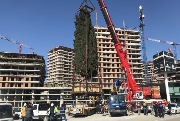 55 yıllık selvi ağacı işte böyle taşındı