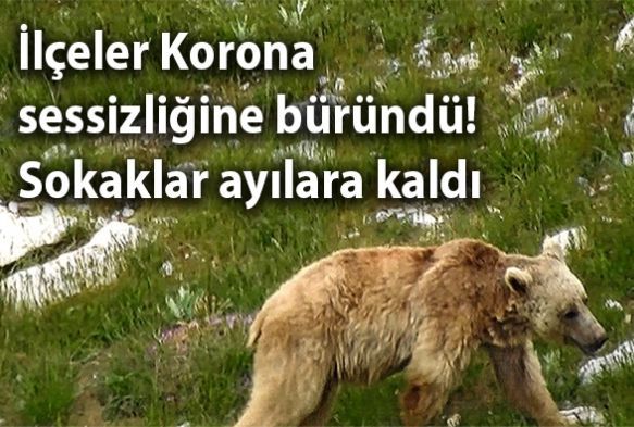 Boz ay yiyecek ararken grntlendi