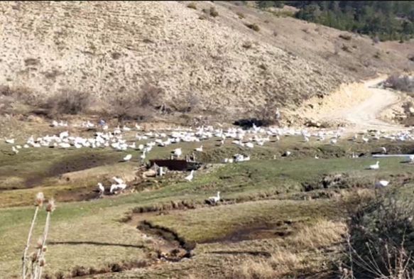 Kaz iftliinde et, yumurta ve civciv siparilerine yetiemiyor
