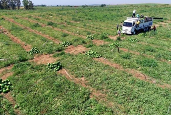 Adana'da karpuzda hasat cokusu