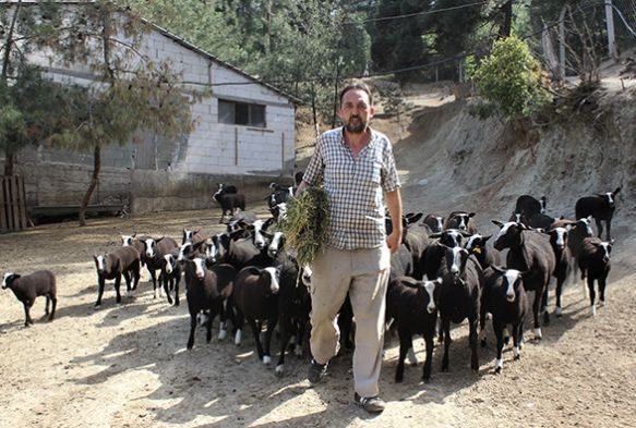 Bu koyunu almak isteyenler 5 ay sra bekliyor