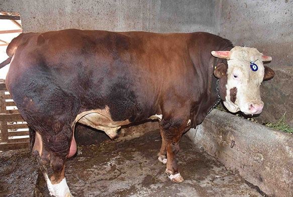 Kaplardan geemeyen bin 400 kilogramlk boa satta