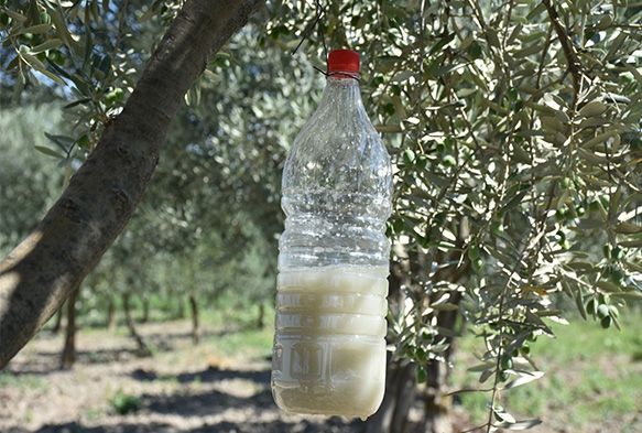 Zeytin sineiyle mcadelede biyoteknik yntem
